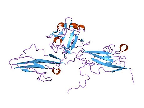 Fibroblast growth factor receptor 3