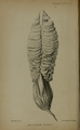 Plate Radiata I "Sarcoptilus grandis"
