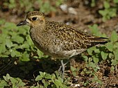 Non-breeding Pacific golden plover, Lady Elliot Island, Queensland, Australia