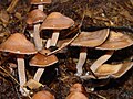 Panaeolus subbalteatus (possibly synonym with Panaeolus cinctulus)