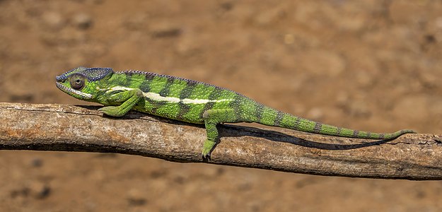 Panther chameleon (Furcifer pardalis) male Montagne d’Ambre