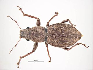 <i>Pantomorus</i> Genus of beetles