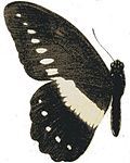 Papilio jacksoni mâle (illustration)