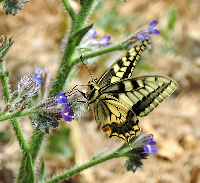 Archivo:Papilio machaon σε anchusa azurea.jpg