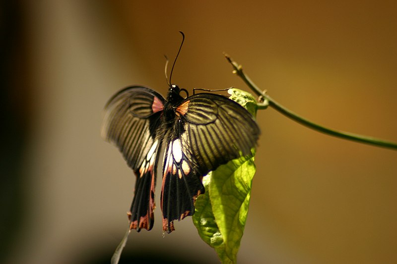File:Papilio rumanzovia.jpg