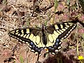 Vorschaubild für Papilio saharae