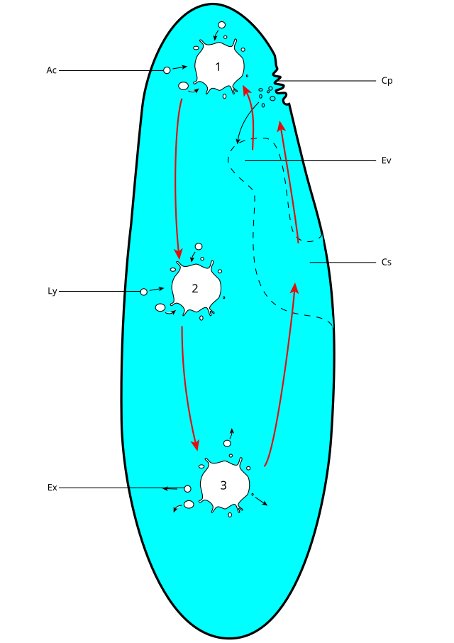 Цитостом. Paramecium. ПАРАМЕЦИЯ схематичный рисунок. ЖЦ Paramecium caudatum. Paramecium w.m..