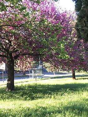 Park of the Solidarietà in Rome