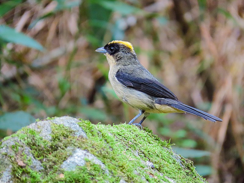 File:Parque Nacional da Serra dos Órgãos Mateus de Mattos Sales (01) 04.jpg