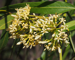 <i>Parsonsia eucalyptophylla</i> Species of vine