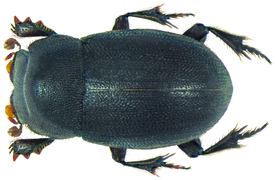 Pedaria nigra