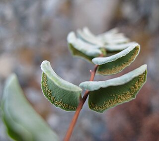 <i>Pellaea bridgesii</i> Species of fern