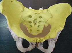 Pelvis Pelvis.jpg