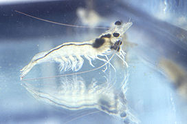 Un exemple d'espèce du sous-ordre Dendrobranchiata : Penaeus vannamei. Les représentants de ce sous-ordre ressemblent en certains points aux crevettes vraies, mais ils en diffèrent sur d'autres.