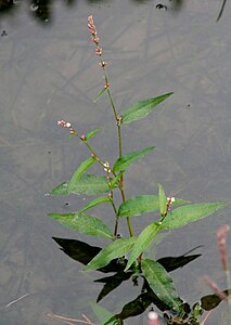 Persicaria minor ENBLA01.jpg