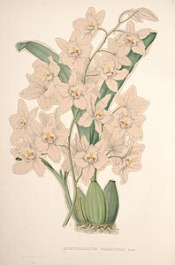 plate 1 Odontoglossum pescatorei Oncidium nobile