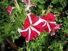 Pétunia × atkinsiana (7) .JPG