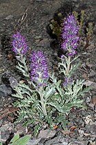   Phacelia sericea