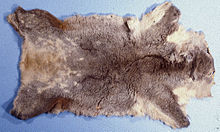 Koala skins were widely traded early in the 20th century. Phascolarctos cinereus peau de koala.jpg