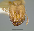 Pheidole gambogia castype06940-01 head 1. jpg