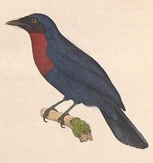 <span class="mw-page-title-main">Maroon-breasted philentoma</span> Species of bird