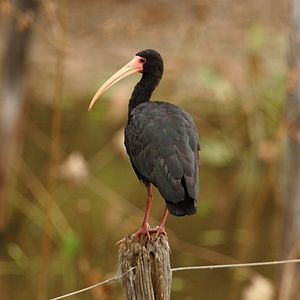 Phimosus infuscatus - Bare-faced Ibis 2.jpg