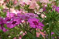 Phlox from Lalbagh Garden, Bangalore, INDIA during the Annual flower show in August 2011.