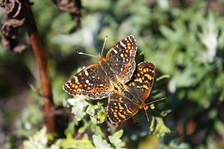 <i>Phyciodes pulchella</i> Species of butterfly