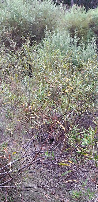 <i>Phylica polifolia</i> Species of flowering plant