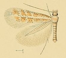 Phyllonorycter foliolosi.jpg