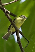 Phylloscartes flavovirens - Yellow-green Tyrannulet; Panama.jpg