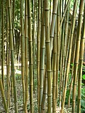 Thumbnail for Phyllostachys aureosulcata