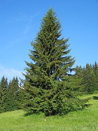 Picea abies1.JPG