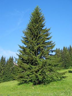 Bildergebnis für picea abies