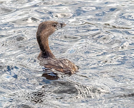 Pied-billed grebe, Green Cay wetlands