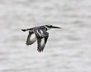Pied kingfisher in level flight