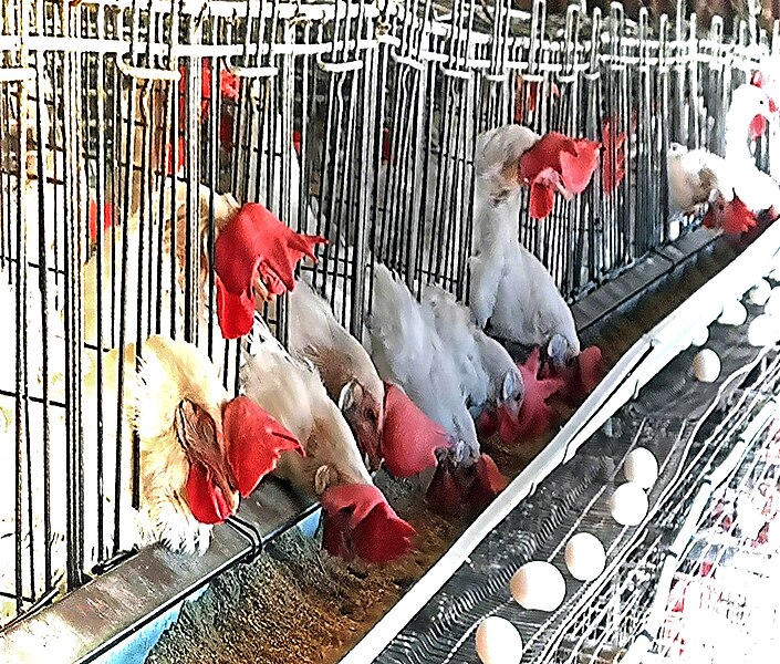 File:PikiWiki Israel 66484 chickens in the coop.jpg