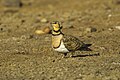 Pin-tailed sandgrouse