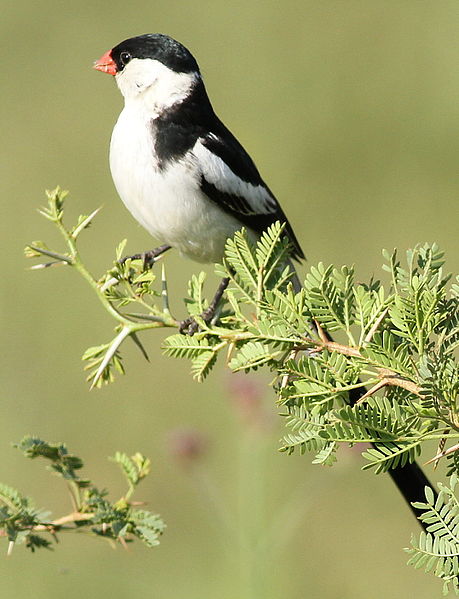 File:Pin-tailed whydah, Vidua macroura, at Pilanesberg National Park, Northwest Province, South Africa (male) (16370184334).jpg