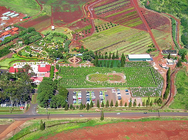 Dole's Plantation Garden Maze recaptured the world record of world's largest maze in 2008, occupying 137,194 square feet. The maze topped the record i