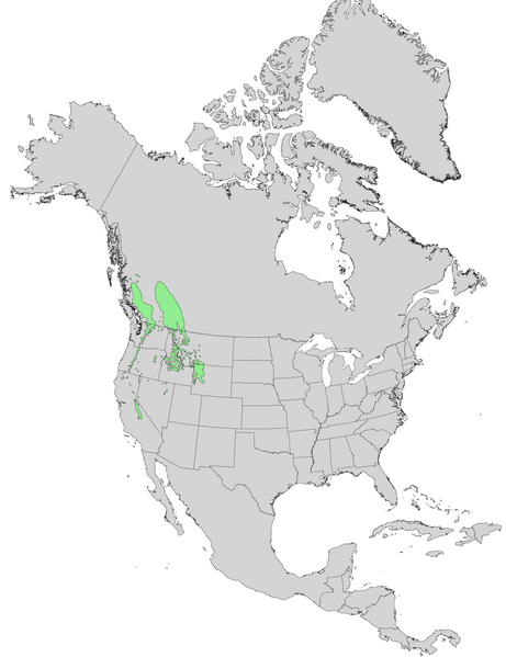 File:Pinus albicaulis range map 0.png