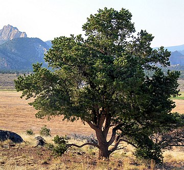 Pinus edulis