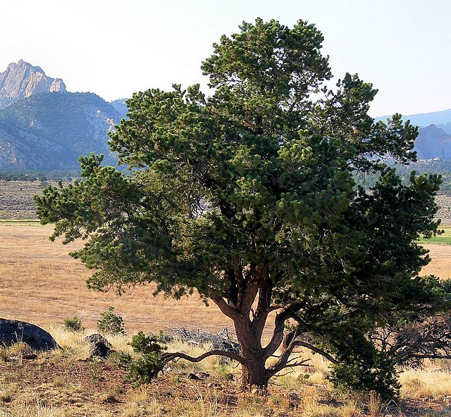 Description de l'image Pinus edulis Torrey-UT.jpg.