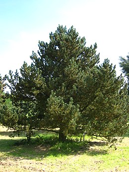 Kalninė pušis (Pinus mugo)