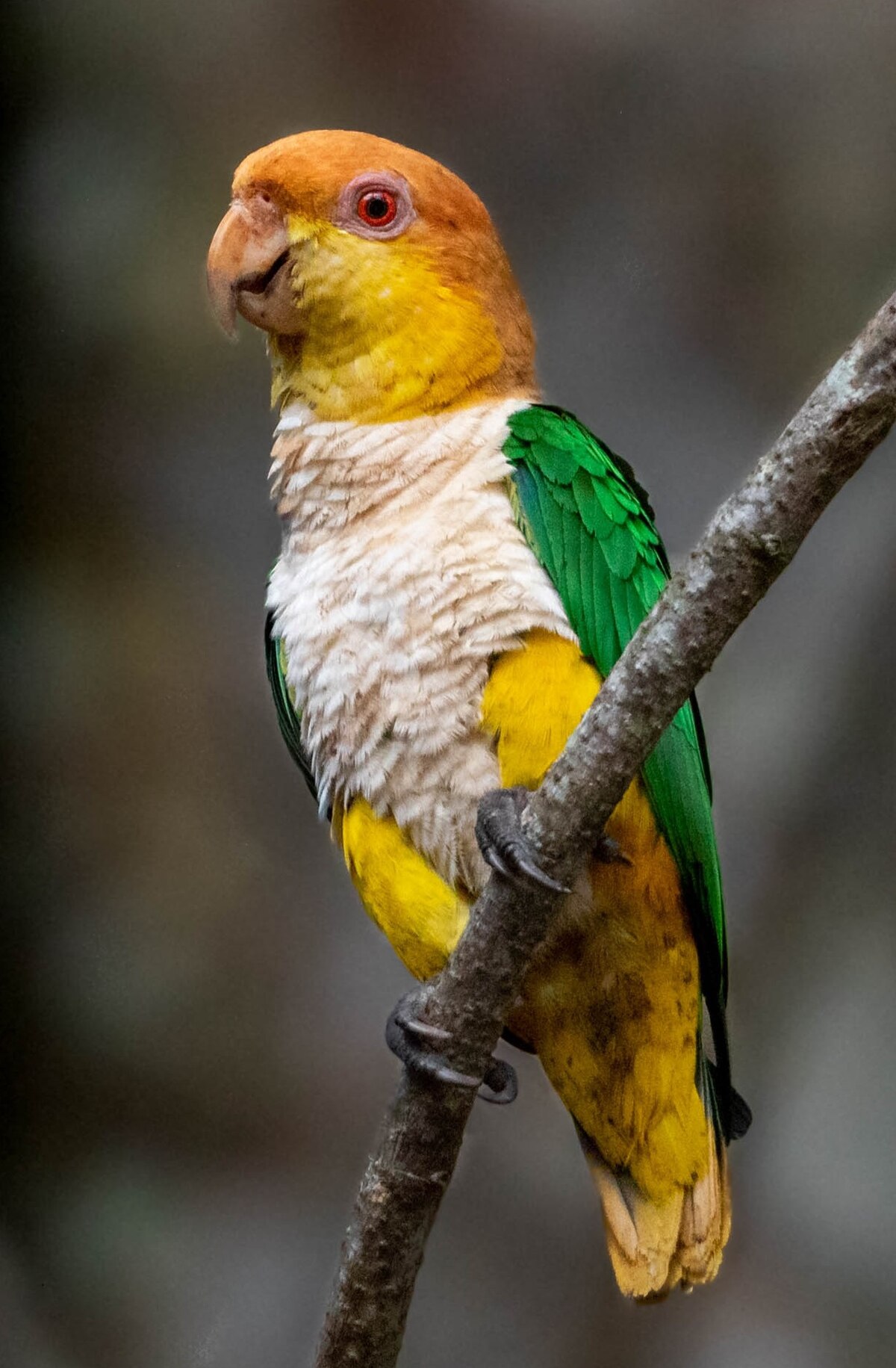 Yellow-lored Parrot - eBird