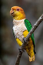 Thumbnail for Yellow-tailed parrot