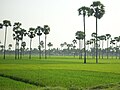 Paddy fields in Andhra Pradesh