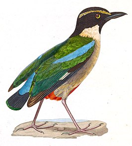 Elegante pitta