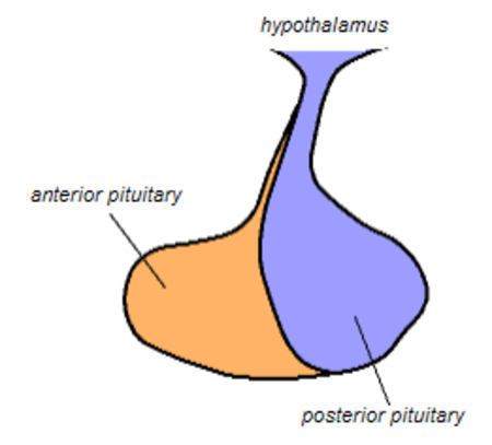 Pituitari posterior