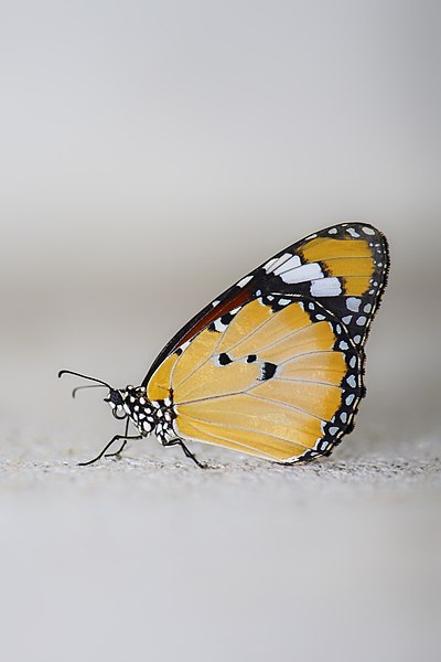 File:Plain tiger female newly emerged.jpg